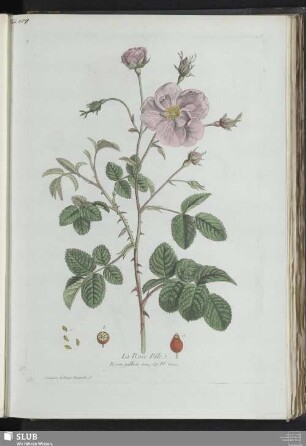 La Rose Pâle