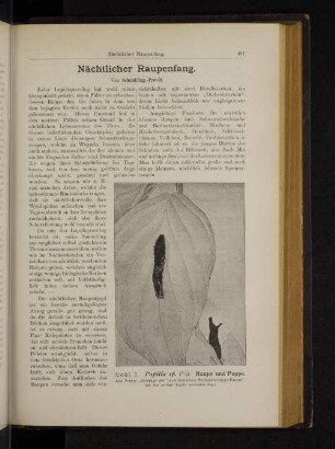Nächtlicher Raupenfang.