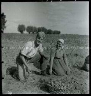 Einsatz des Reichsarbeitsdienstes bei der Kartoffelernte in der Mark Brandenburg