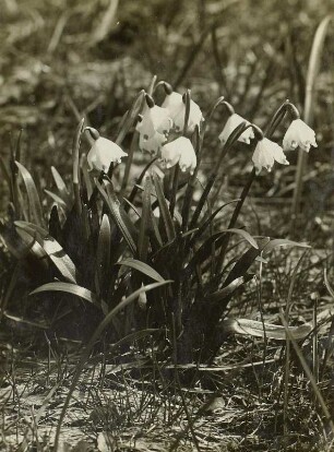 Märzenbecher (Leucojum vernum) im Polenztal