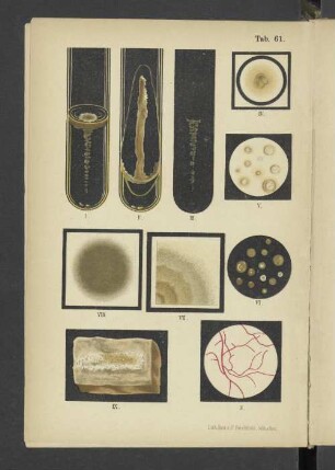 Tab. 61 Oospora chromogenes