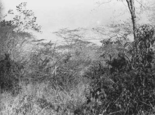 Affen : Savannenlandschaft mit Bäumen und Büschen