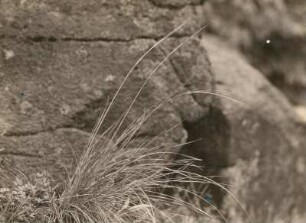Echtes Federgras (Stipa pennata) unmittelbar vor dem Aufblühen (auf Basalt) auf Ostritzer Basalt