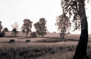 Binenwalde: Wiese und Birken