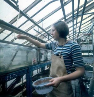 Ahrensburg. Max-Planck-Institut, Abteilung Fischzüchtung. Fütterung mit Trockenfutter
