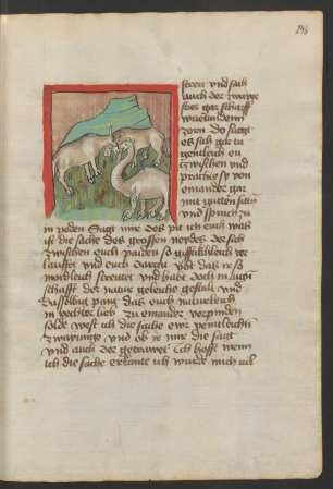 Kamel und Streit der in ein Kalb verliebten Stiere