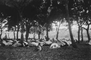 Rituelles Gebet : Muslime beim rituellen Gebet - Salāt - in einem Mangohain.