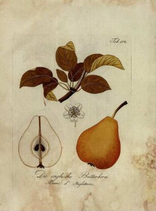 Tab. 102. Die englische Butterbirn [...]