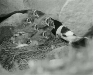 Plectrophenax nivalis (Fringillidae) - Füttern größerer Jungvögel im Nest