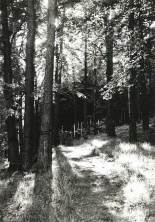 Borsberg bei Dresden. Waldweg nach Dresden-Pillnitz