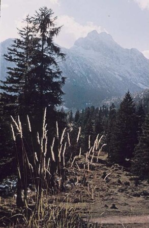 Mittenwald. Gräser