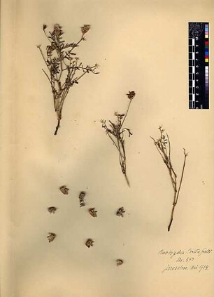 Leguminosae Onobrychis Crista-Galli Lamarck, Jean-Baptiste Pierre Antoine de Monet de (1744 - 1829) [Jerusalem, Yerushalayim, El Quds, Al-Quds, Al Quds, El Quds Esh Sherif, Al-Muqaddas, Jérusalem, Gerusalemme, Jerusalén, Aelia Capitolina, Colonia Aelia Capitolina, Hierosolyma, Urusalim, Jerusalem]