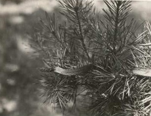 Schlingnatter (Glattnatter, Coronella austriaca LAUR.), kletternd