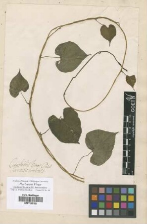 Convolvulus