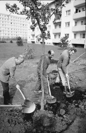Freiburg: Julius-Brecht-Straße; Oberbürgermeister beim Setzen der Eichen