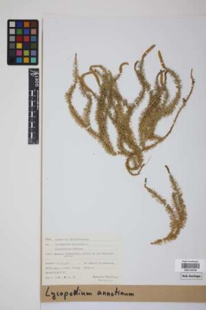 Lycopodium annotinum annotinum L.