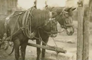 Pferdegespann. Zwei Hauspferde (Equus ferus caballus)