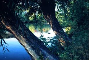 Alter Teich mit über das Wasser geneigten Bäumen