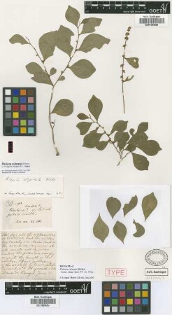 Polygala stipitata S.F.Blake