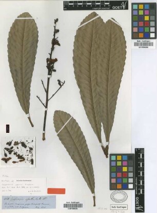 Cespedesia spathulata (Ruiz & Pav.) Planch.