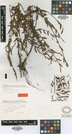 Polygonum striatum K.Koch