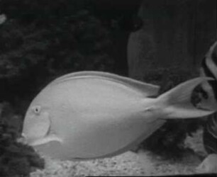 Acanthurus xanthopterus (Acanthuridae) - Brustflossen-Schwimmen