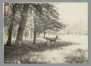Wildgehege mit Rotwild
