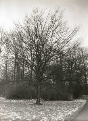 Gemeine Hainbuche (Carpinus betulus), auch Weißbuche, Hagebuche oder Hornbaum