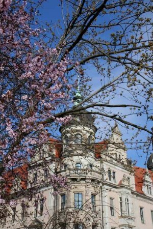 Dresden-Altstadt. Südostecke des Residenzschlosses zur Baumblüte