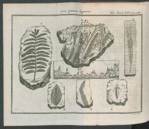 Tafel: Les pierres figurées.