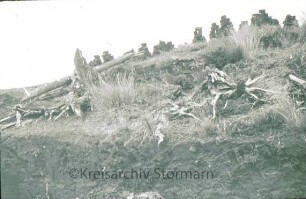 Nienwohlder Moor: ausgerodete Baumwurzeln