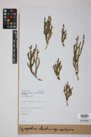 Lycopodium clavatum clavatum L.