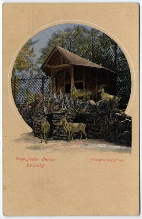 Zoologischer Garten Leipzig : Mähnenschafgehege