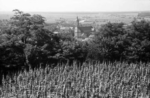 Riegel: Blick auf Riegel, Vordergrund Weinberg