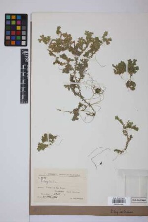 Selaginella P. Beauv.