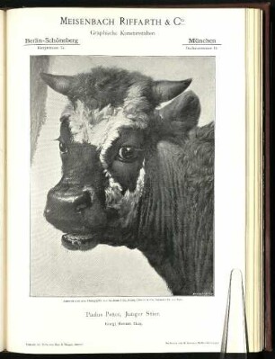 Meisenbach Riffarth & Co., Graphische Kunstanstalten. "Paulus Potter, Jungen Stier. Königl. Museum, Haag." Autotypie nach einer Photographie von Ad. Braun & Cie., Braun, Clément & Cie., Dornach i. Els. und Paris.