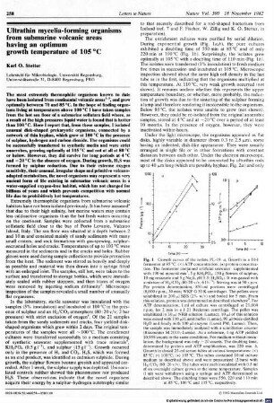 Ultrathin mycelia-forming organisms from submarine volcanic areas having an optimum growth temperature of 105°C