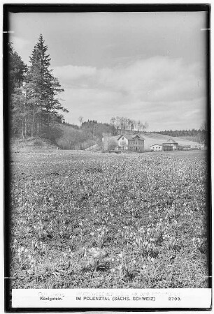 Märzenbecher an der Bockmühle im Polenztal