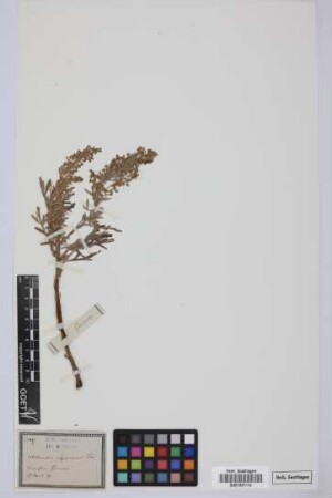 Artemisia canariensis (Besser) Less.