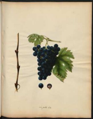 60. Le Patte d'ore