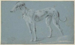 Stehender Windhund nach links