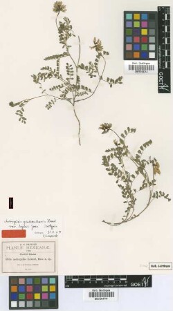 Astragalus lozani Rose [type]