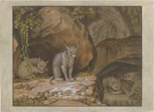 Laves, Georg Ludwig Friedrich; Studienzeichnungen - Tiere (Luchse) (Ansicht)