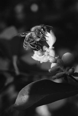 Makrofotos. Biene auf einer Blüte