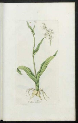586. Orchis militaris