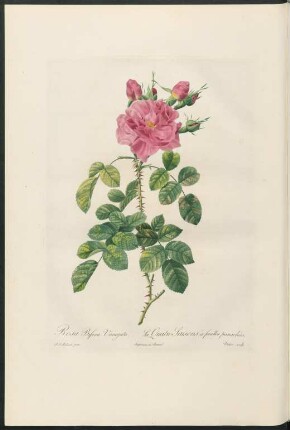 Rosa Bifera Variegata. La Quatre Saisons à feuilles panachées. Victor sculp.