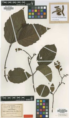 Alnus pringlei Fernald [type]