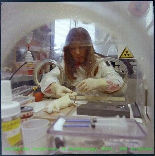 Versuche mit Laborratten im Institut für Genetik und Toxikologie von Spaltstoffen (IGT)