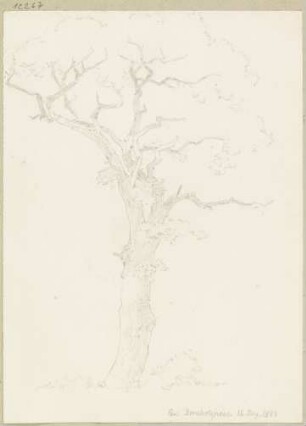 Alter Baum