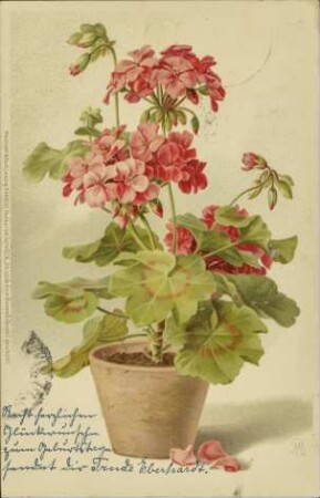 [Geranien]